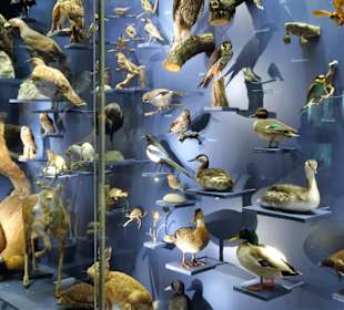 Abteilung "Naturschätze Thüringens"