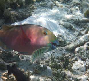 Munter wie ein Fisch im Wasser ...