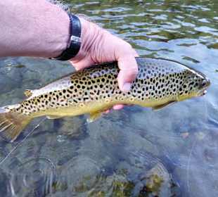 Wandern Donnersbachwald