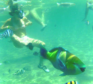 Fisch in der Badebucht