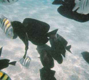 Schnorchel nin Sharm el Naga