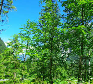 Natur vom feinsten Plöcken