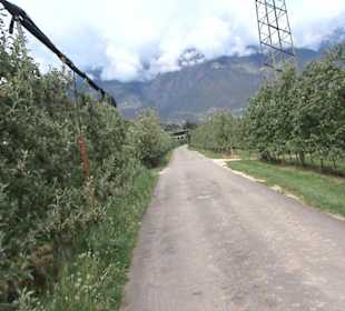 Radweg durch Obstplantagen