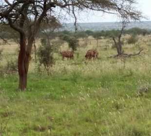 Sarova Salt Lick Game Lodge