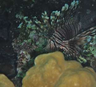 Feuerfisch am Hausriff