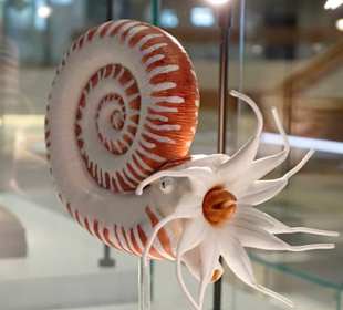 Herrliche Tiere unter wasser