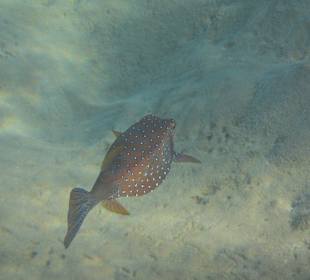 Schnorcheln beim Fort Arabesque