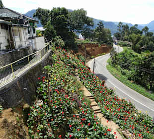 Hochland von Sri Lanka