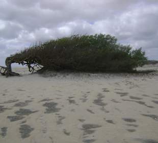Buggy tour lagoa de paraiso