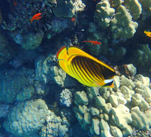 Das intakte Hausriff