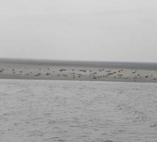 Seehundbank Tegeler Plate