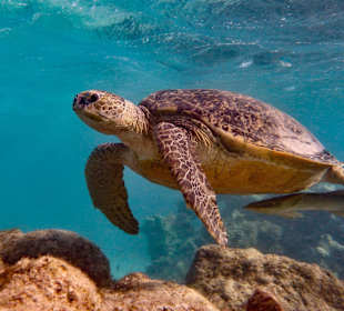 Schnorcheln Marsa Alam