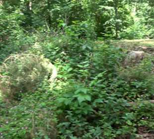 Wanderweg Märchensee Runde