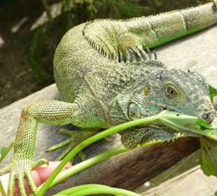 Iguana Project