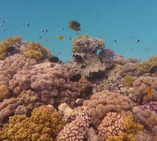 Schnorcheln Sahl Hasheesh