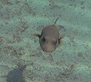 Weißflecken-Kugelfisch