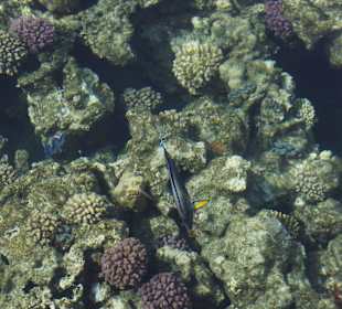 Blick vom Steg auf die Korallen 