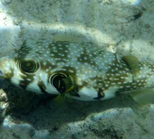 Schöne Unterwasserwelt im seichten Wasser (ca. 120cm tief)