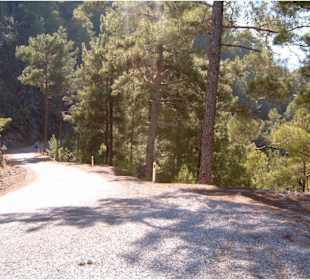Bergstraße zwischen alten Pinien