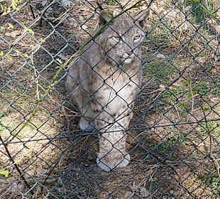 Wildpark Schorfheide