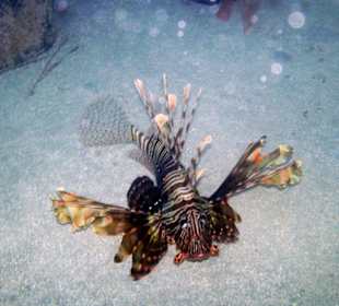 Feuerfische unter der mittleren Plattform vom Steg