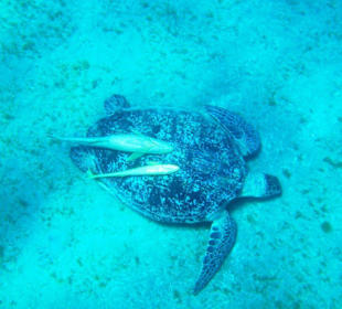 Große Wasserschildkröte in Abu Dabab
