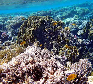 Риф - Hotel Tropitel Sahl Hasheesh