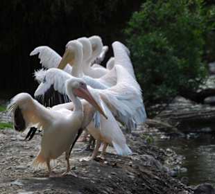 Pelikane nach der Fütterung