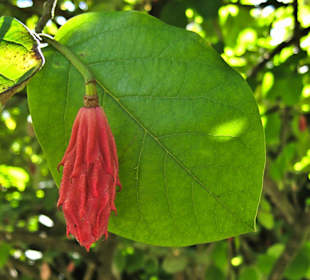 Кладбище Ольсдорф, Гамбург, 16 сентября 2013 года