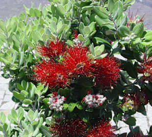 Eine Blume zum Geburtstag