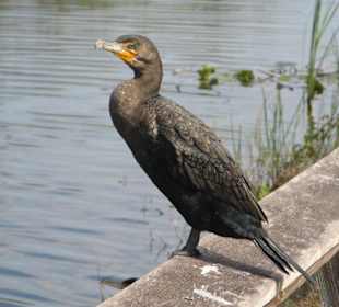 Everglades National Park: Anhinga Trail