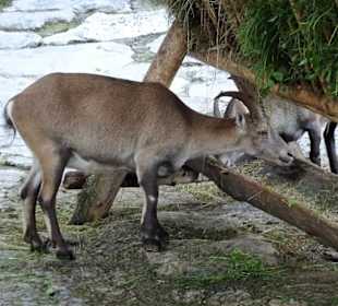 Rundgang durch den Zoo Salzburg