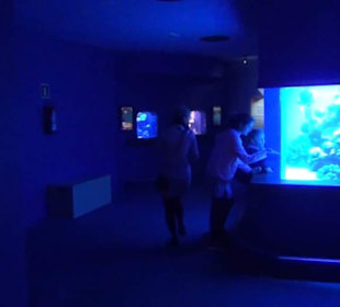 Palma Aquarium