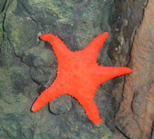 Sindbad Submarine - Wartebereich