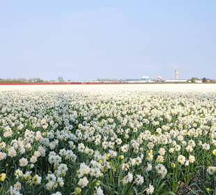 Поля цветов в Голандии