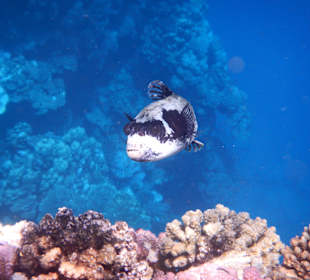 Kugelfisch