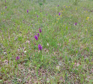 Knabenkraut, Peitign Süd Umgehung