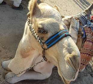 Adventure Park Egypt