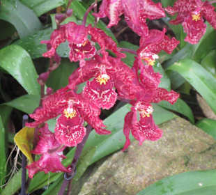 Orchidee 19