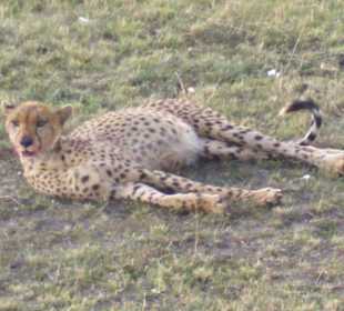Gepard