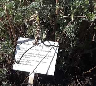 Botanischer Garten - Rombergpark