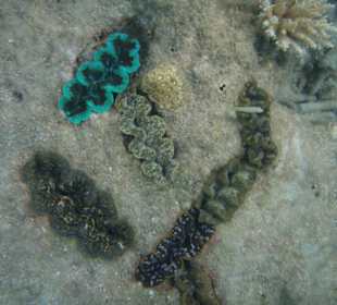 Muscheln