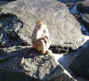 Affe im Tierpark Hellabrunn München