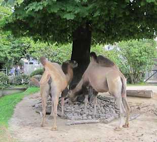 Impressionen aus dem Zoo Karlsruhe