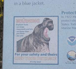 See-Elefanten am Pacific Coastway