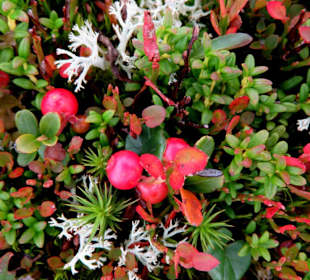 Bunte Vegetation mit Preiselbeeren