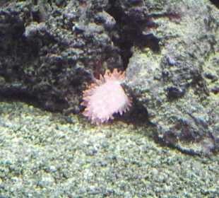 Tropenaquarium Hagenbeck