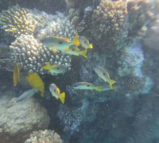 Wunderschönes Hausriff 