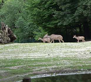 Tierpark Hellabrunn
