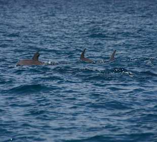 Dolphins at kisite marine park, Wasini island